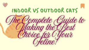 Indoor vs Outdoor Cats
