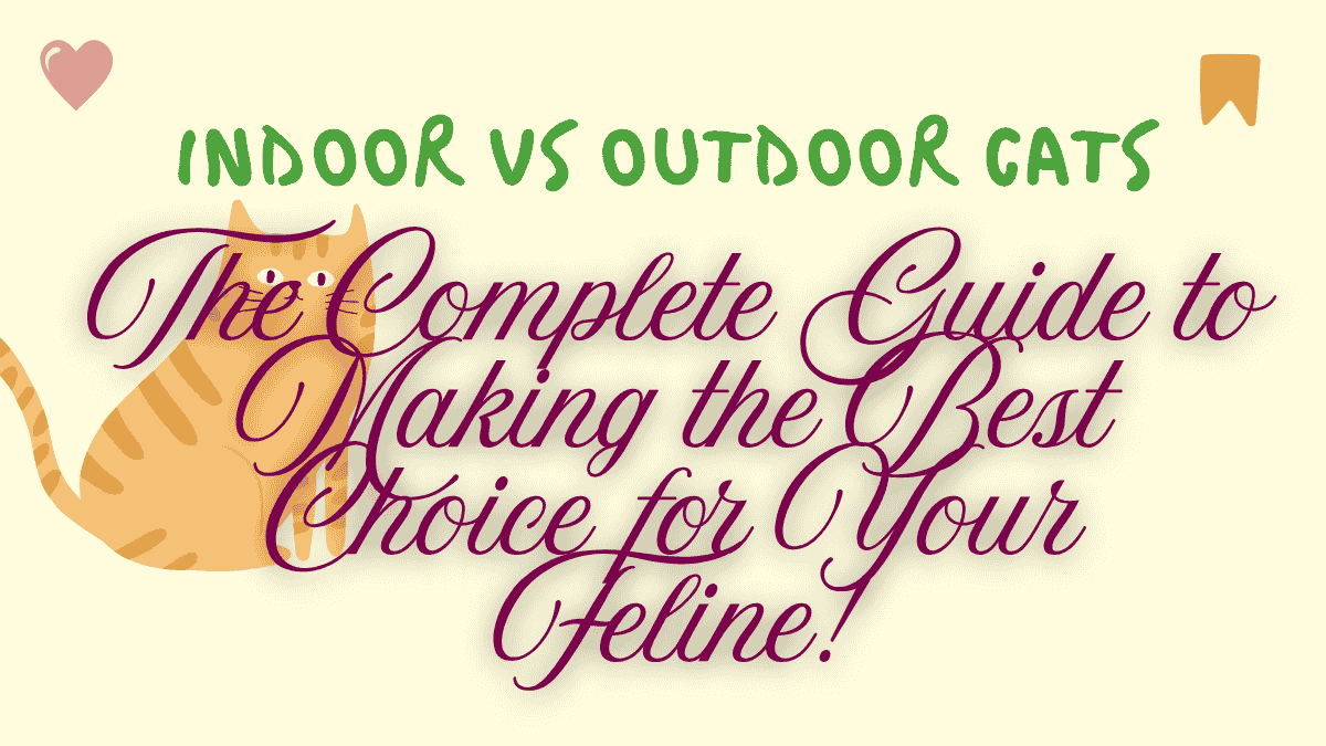Indoor vs Outdoor Cats