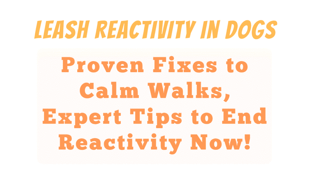 Leash Reactivity in Dogs