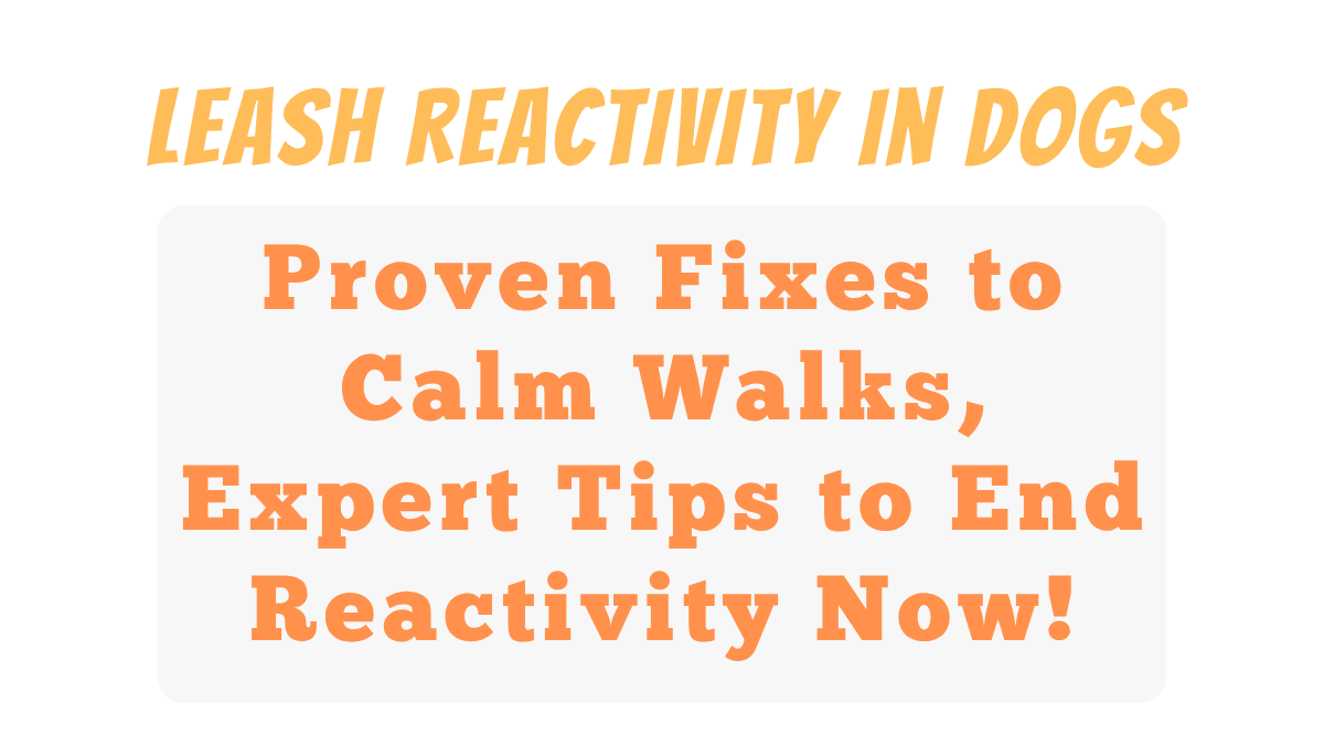 Leash Reactivity in Dogs