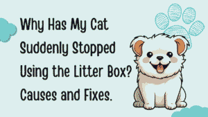 My Cat Suddenly Stopped Using the Litter Box