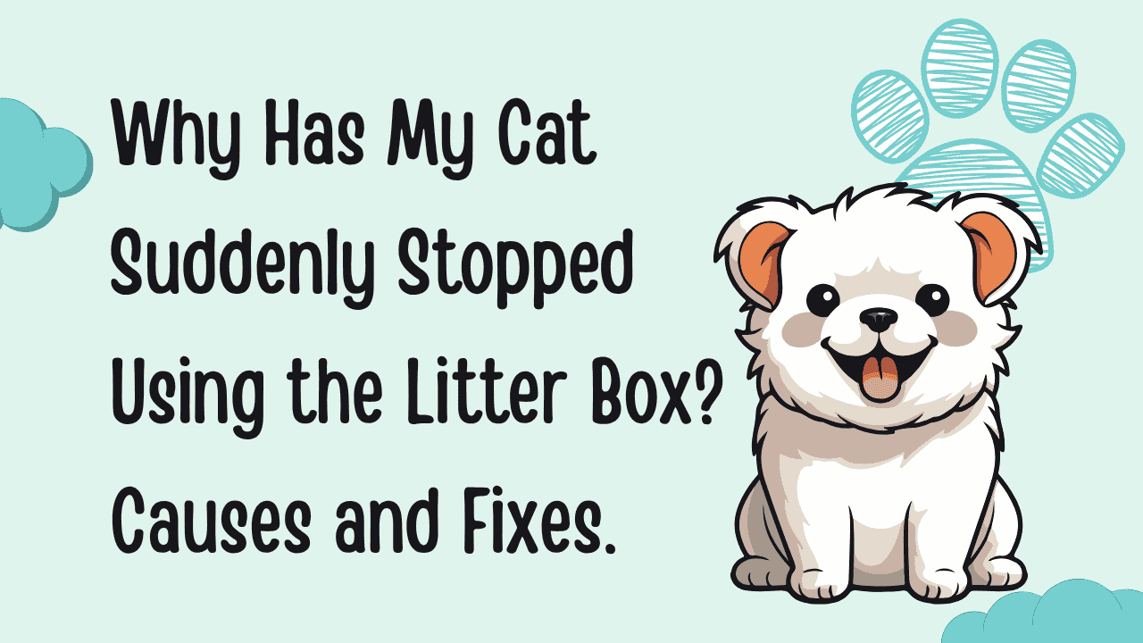 My Cat Suddenly Stopped Using the Litter Box