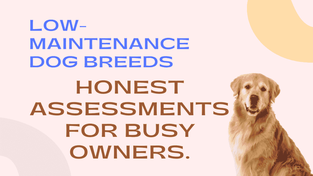Low-Maintenance Dog Breeds