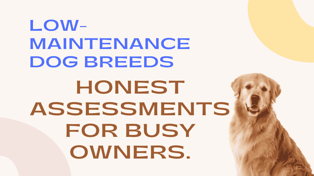 Low-Maintenance Dog Breeds