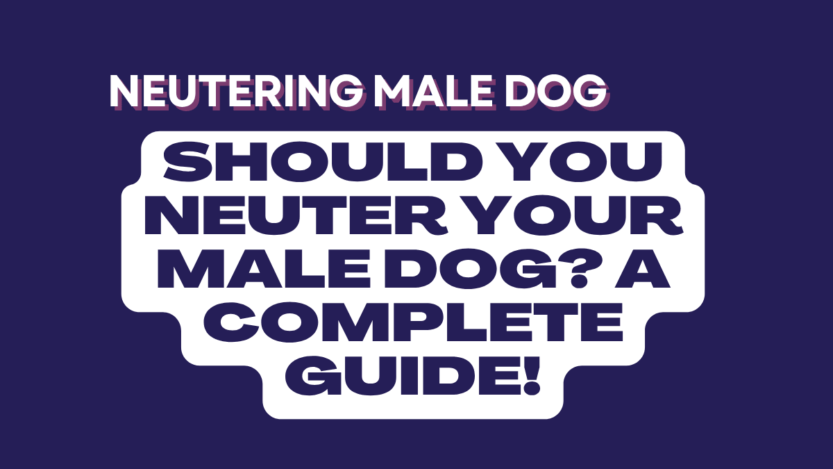 Neutering Male Dog