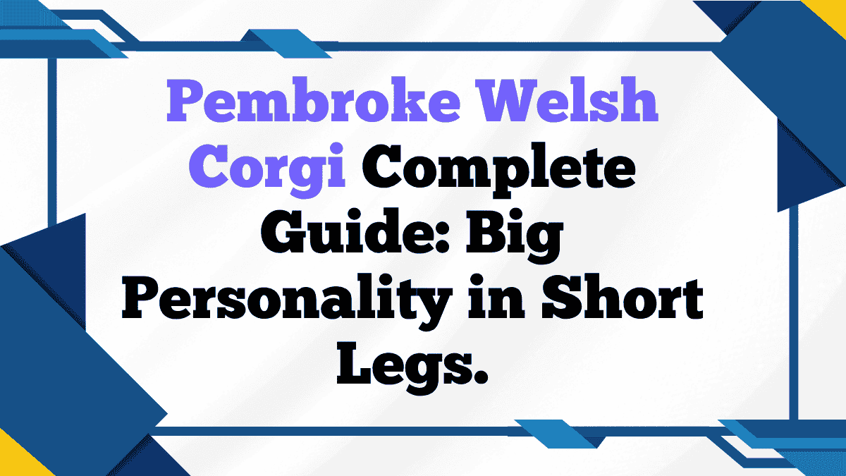 Pembroke Welsh Corgi Complete Guide: Big Personality in Short Legs 1 Pembroke Welsh Corgi