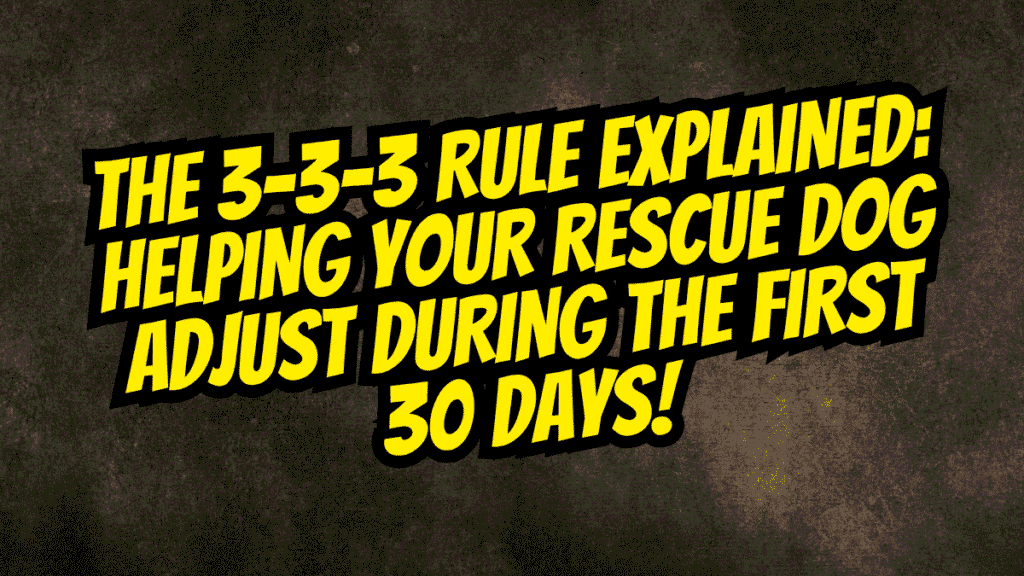 Rescue Dog