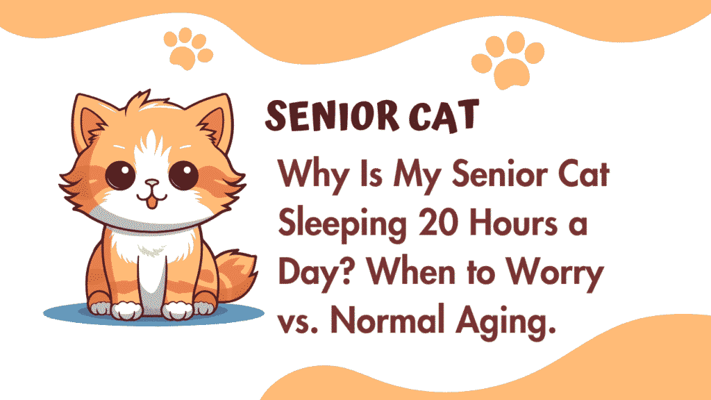 Senior Cat Sleeping 20 Hours