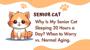 Senior Cat Sleeping 20 Hours