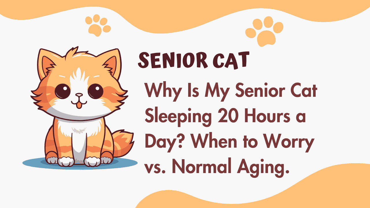 Senior Cat Sleeping 20 Hours