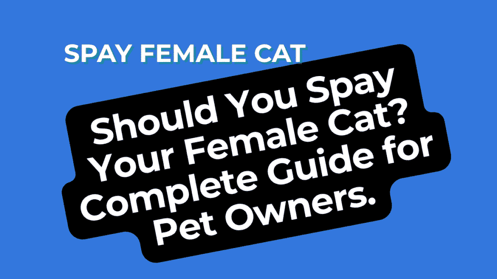 Spay Female Cat