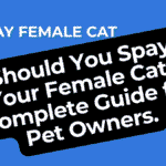 Spay Female Cat