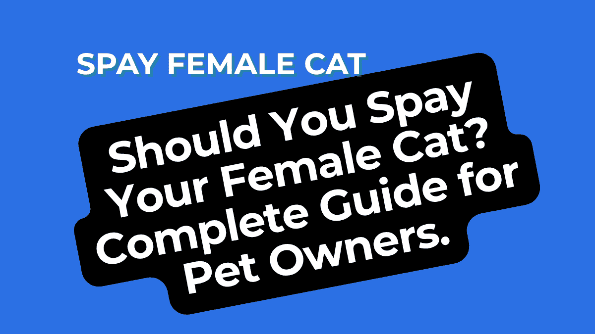 Spay Female Cat