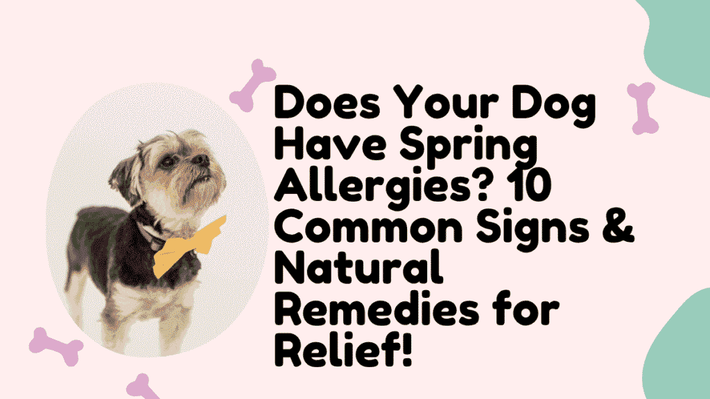 Spring Allergies