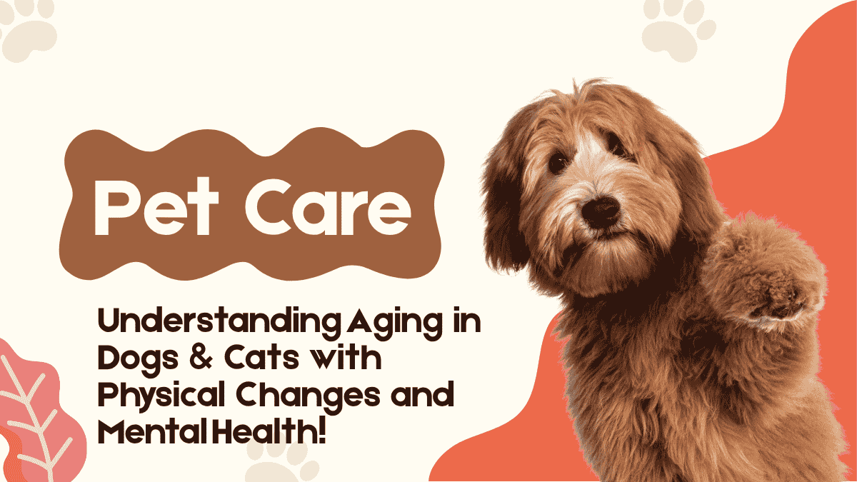 Understanding Aging in Dogs