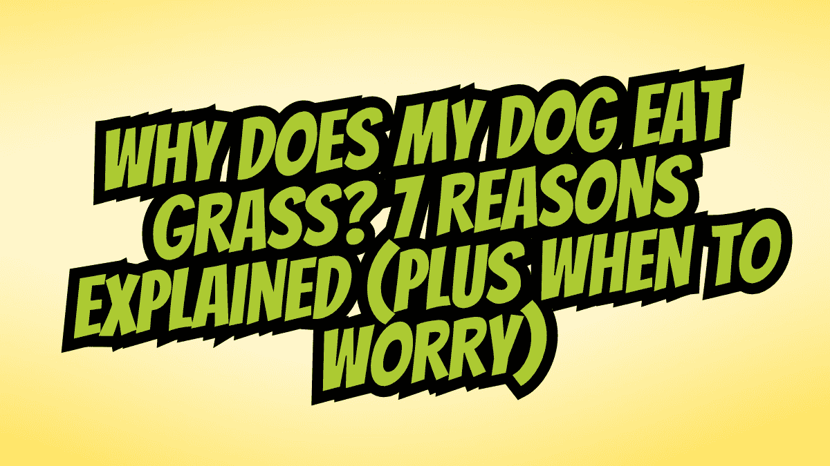Why Does My Dog Eat Grass