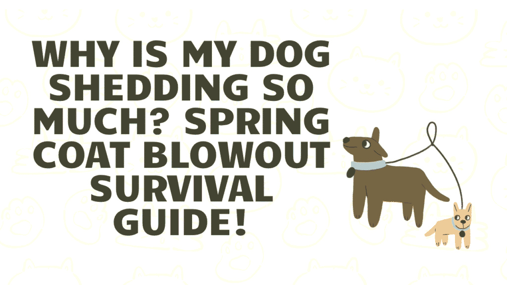 Why Is My Dog Shedding So Much? Spring Coat Blowout Survival Guide 1 Why Is My Dog Shedding