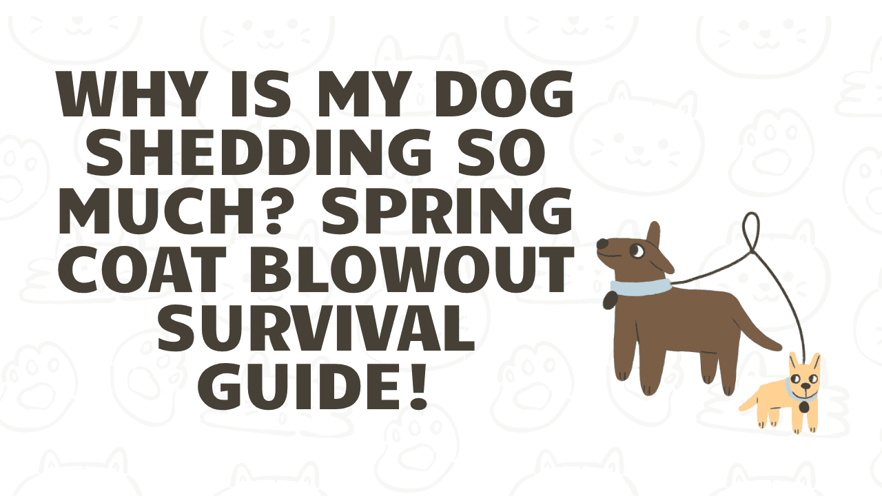 Why Is My Dog Shedding