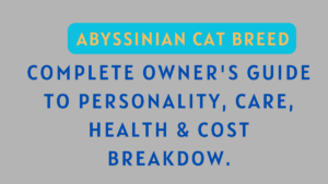Abyssinian Cat Breed