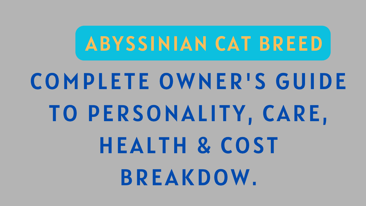 Abyssinian Cat Breed