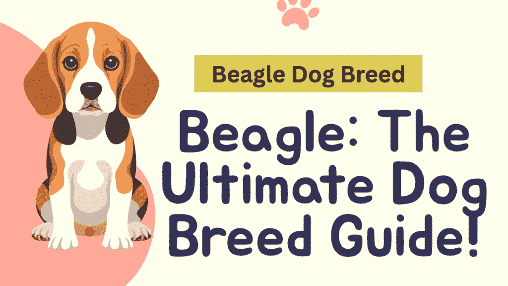 Beagle Dog Breed