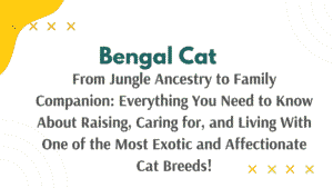 Bengal Cat