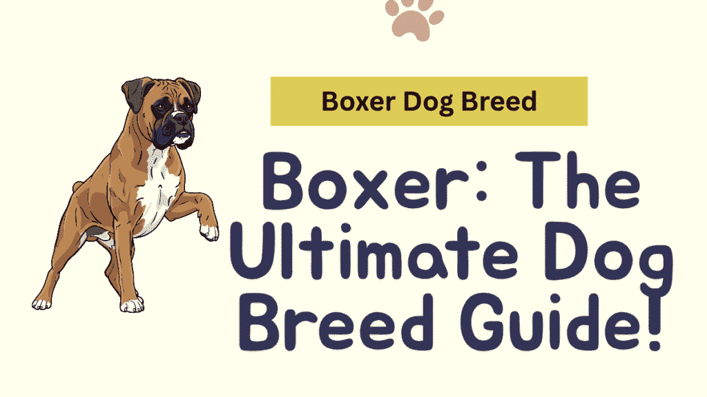 Boxer Dog Breed