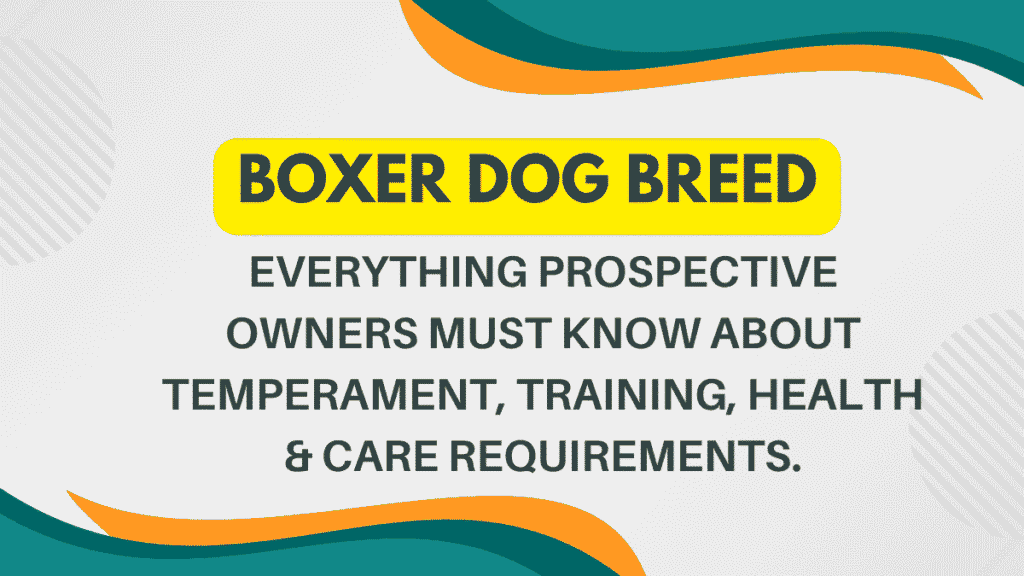 Boxer Dog Breed