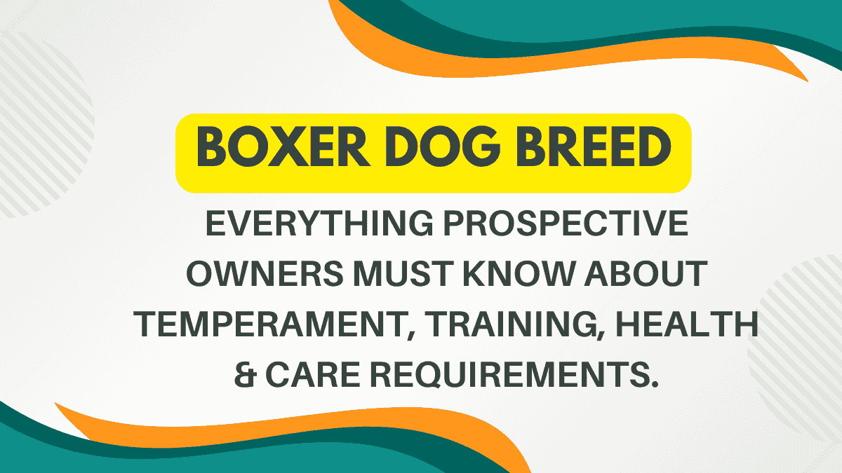 Boxer Dog Breed