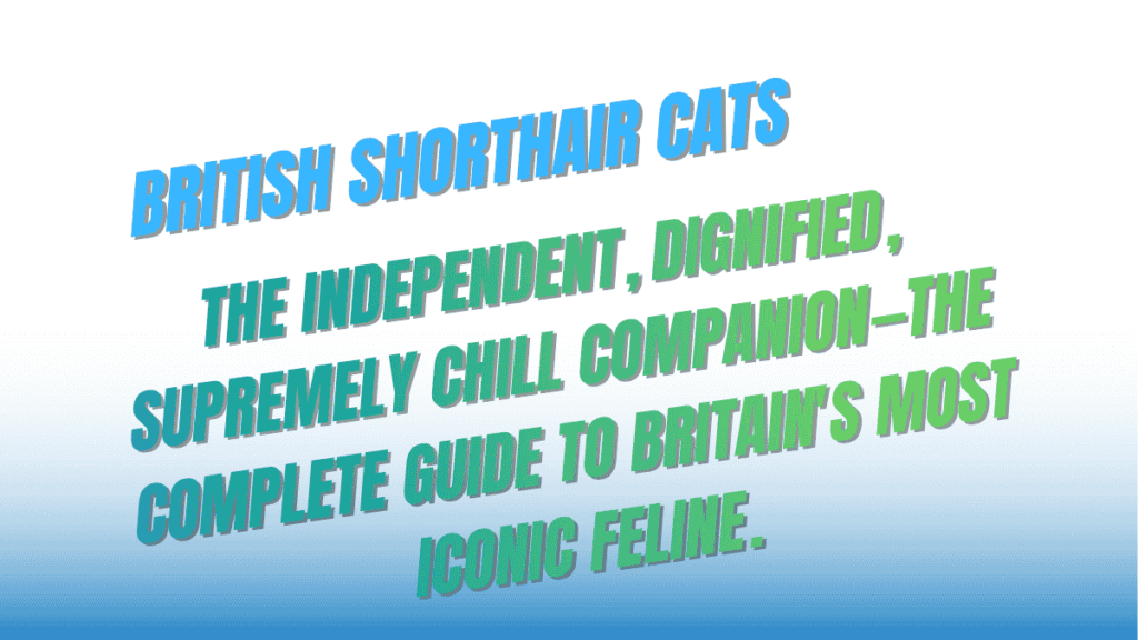 British Shorthair Cats