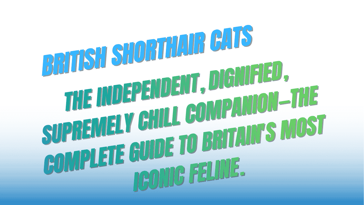 British Shorthair Cats