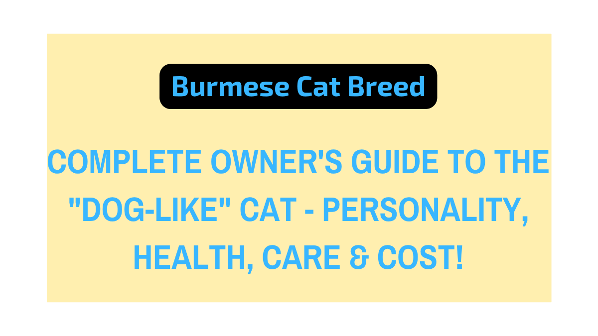 Burmese Cat Breed
