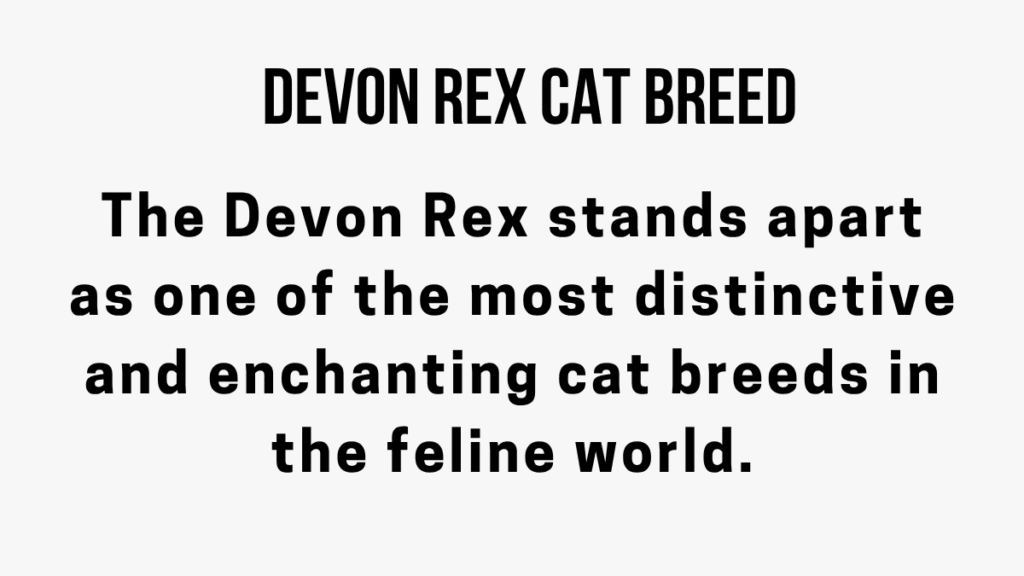 Devon Rex Cat Breed