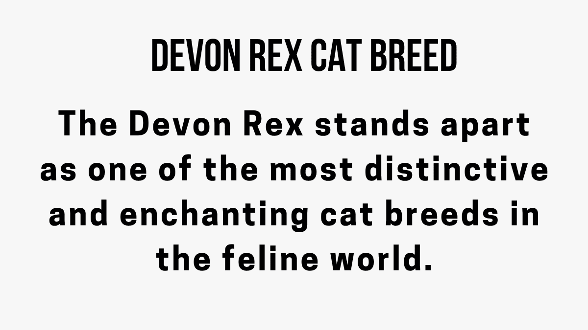 Devon Rex Cat Breed