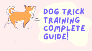 Dog Trick Training