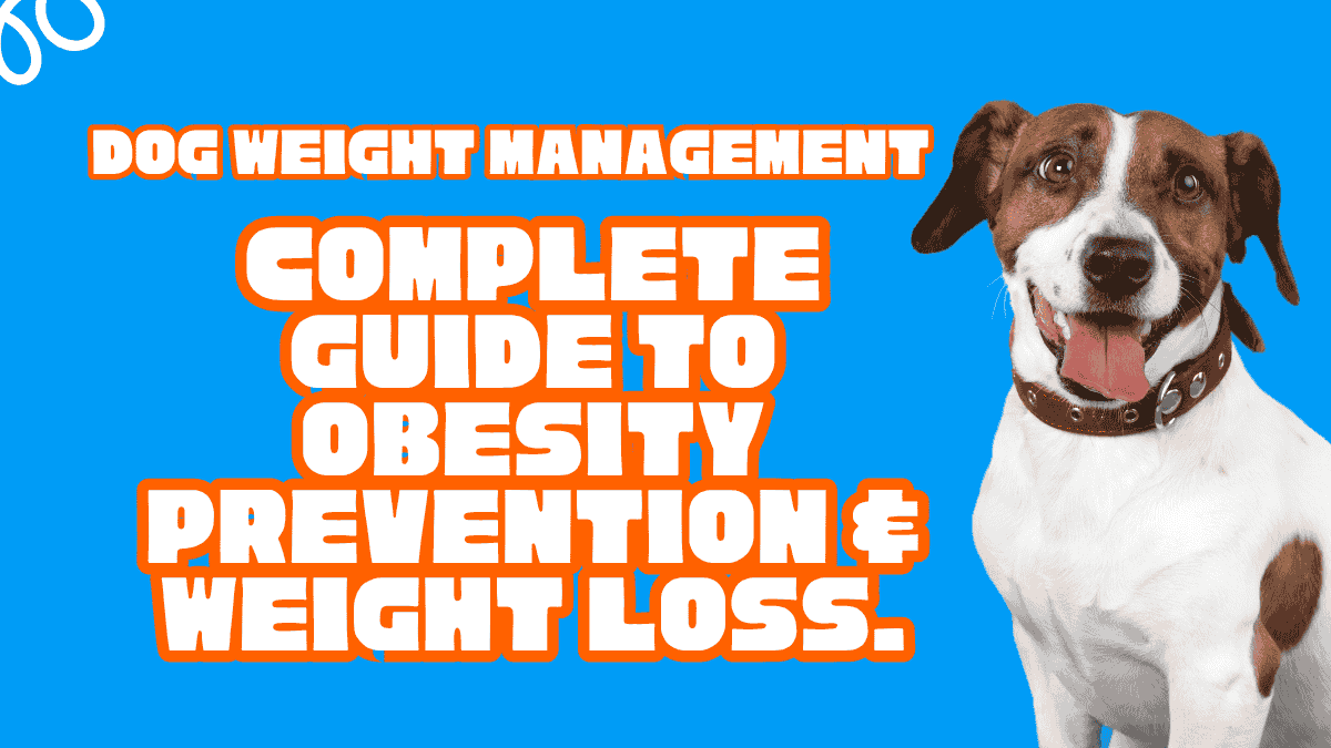 Dog Weight Management: Complete Guide to Obesity Prevention & Weight Loss 1 Dog Weight Management