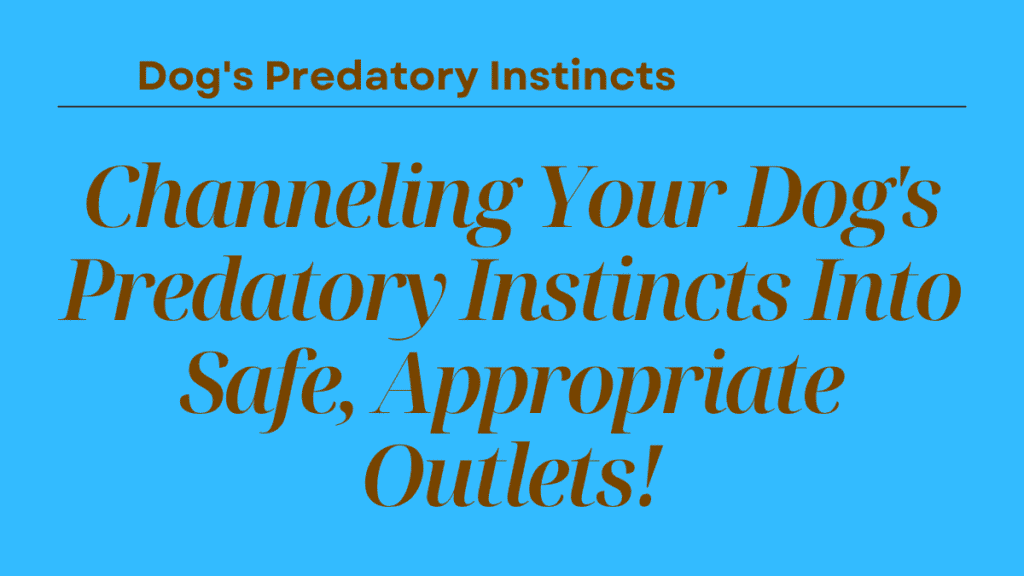 Dog's Predatory Instincts