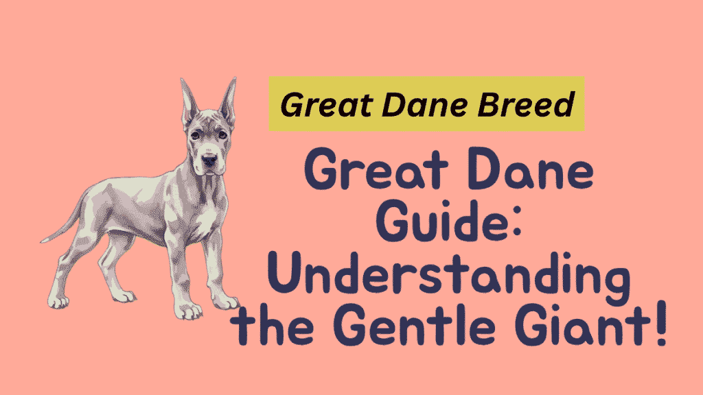 Great Dane Breed