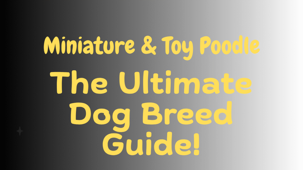 Miniature & Toy Poodle