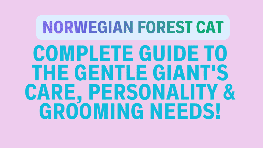 Norwegian Forest Cat