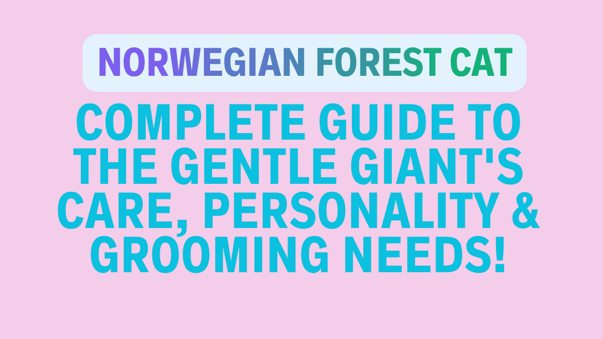 Norwegian Forest Cat