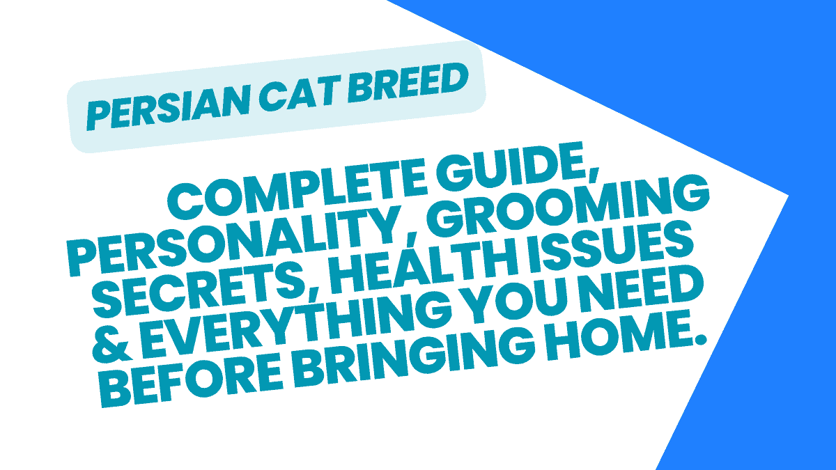 Persian Cat Breed Complete Guide: Personality, Grooming Secrets, Health Issues & Everything You Need Before Bringing Home This Luxurious Flat-Faced Beauty 1 Persian Cat Breed