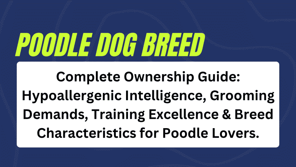 Poodle dog Breed