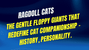 Ragdoll Cats