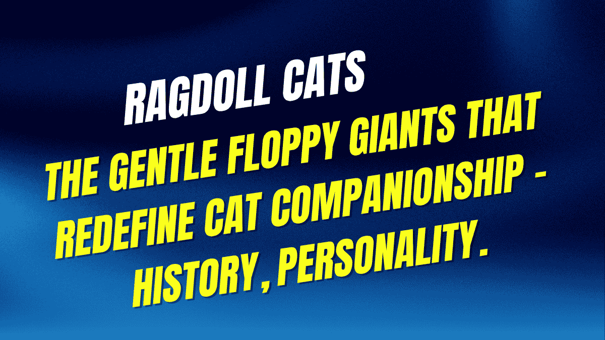 Ragdoll Cats