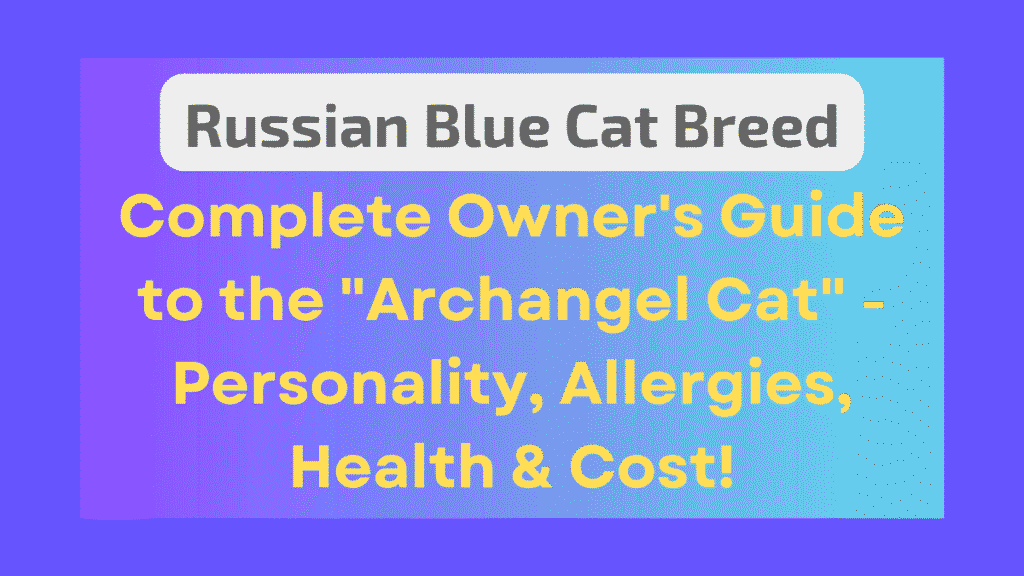 Russian Blue Cat Breed