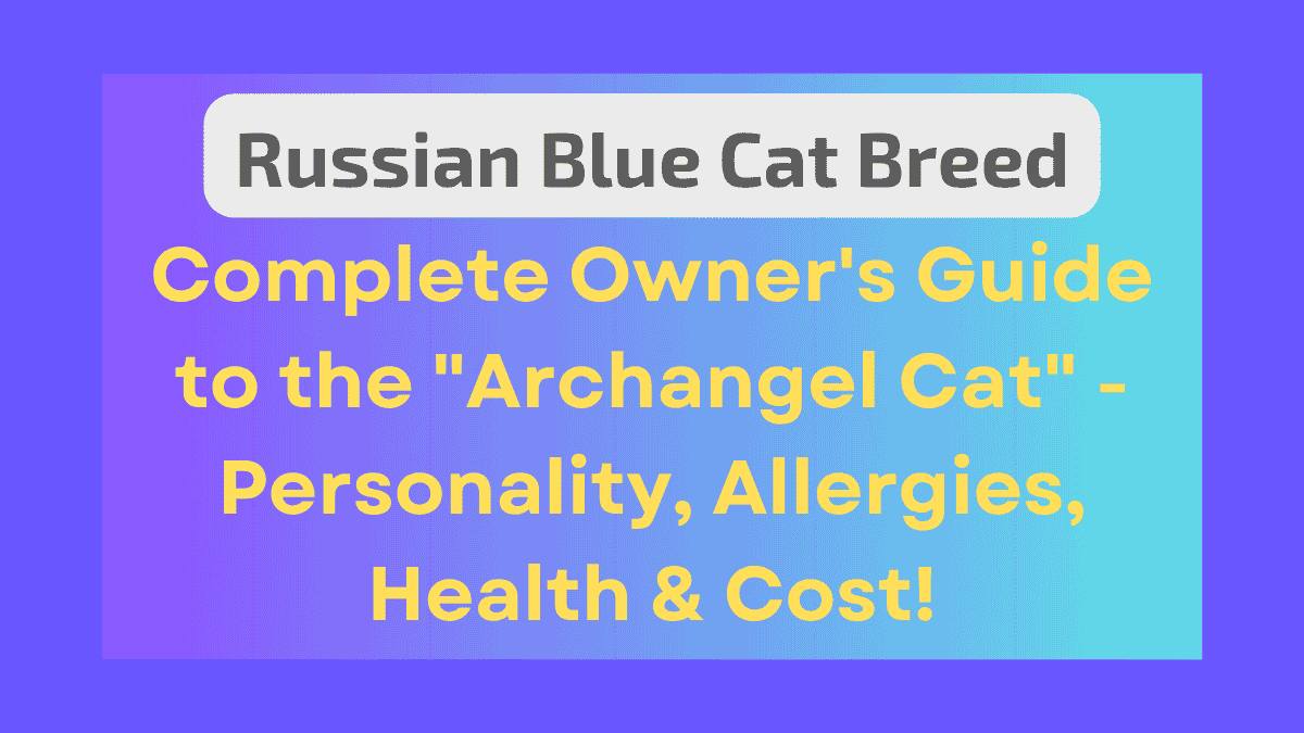 Russian Blue Cat Breed