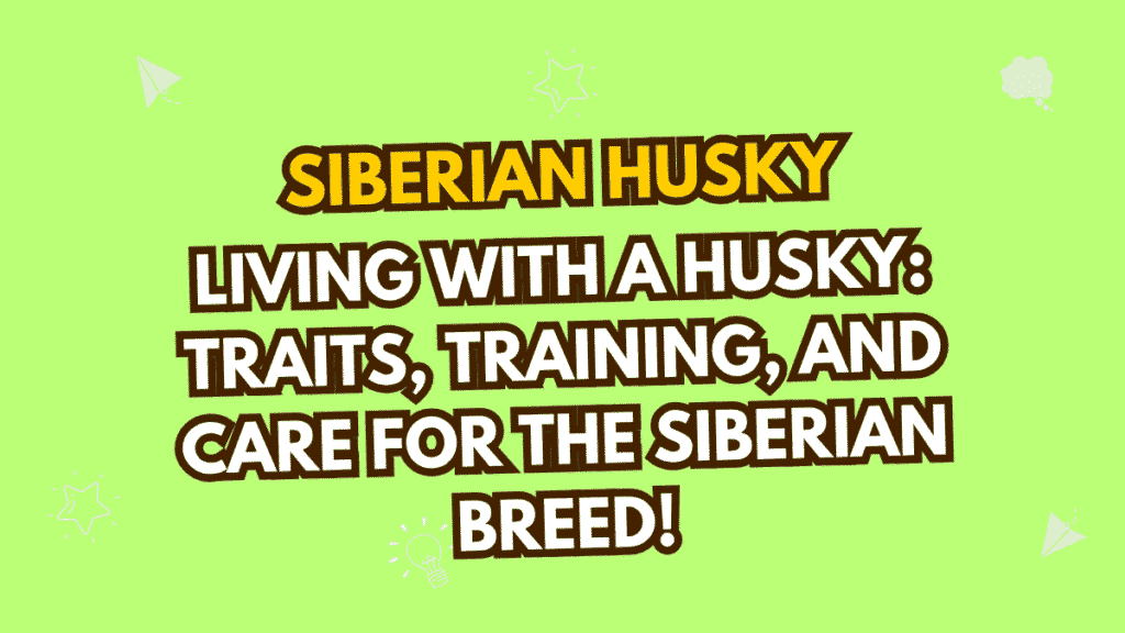 Siberian Husky