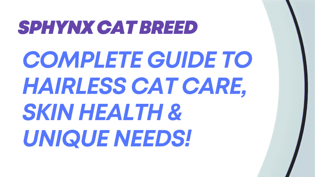 Sphynx Cat Breed
