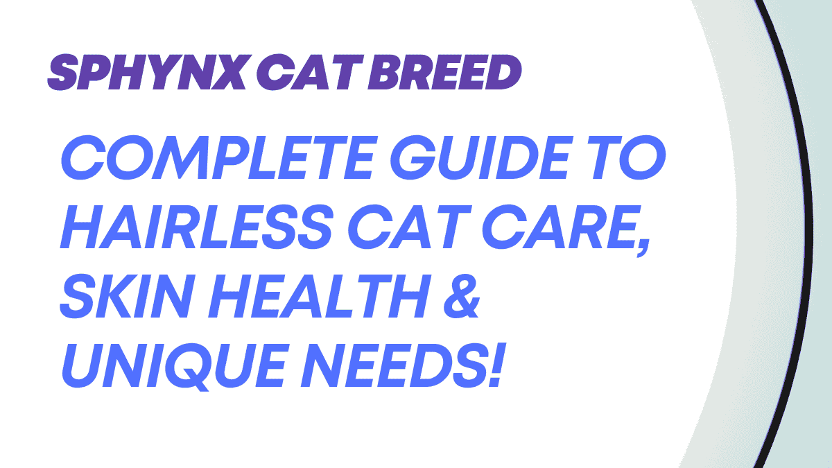 Sphynx Cat Breed